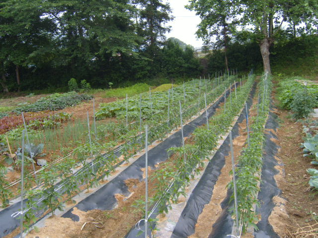 고흥섬돌마을 이미지 10