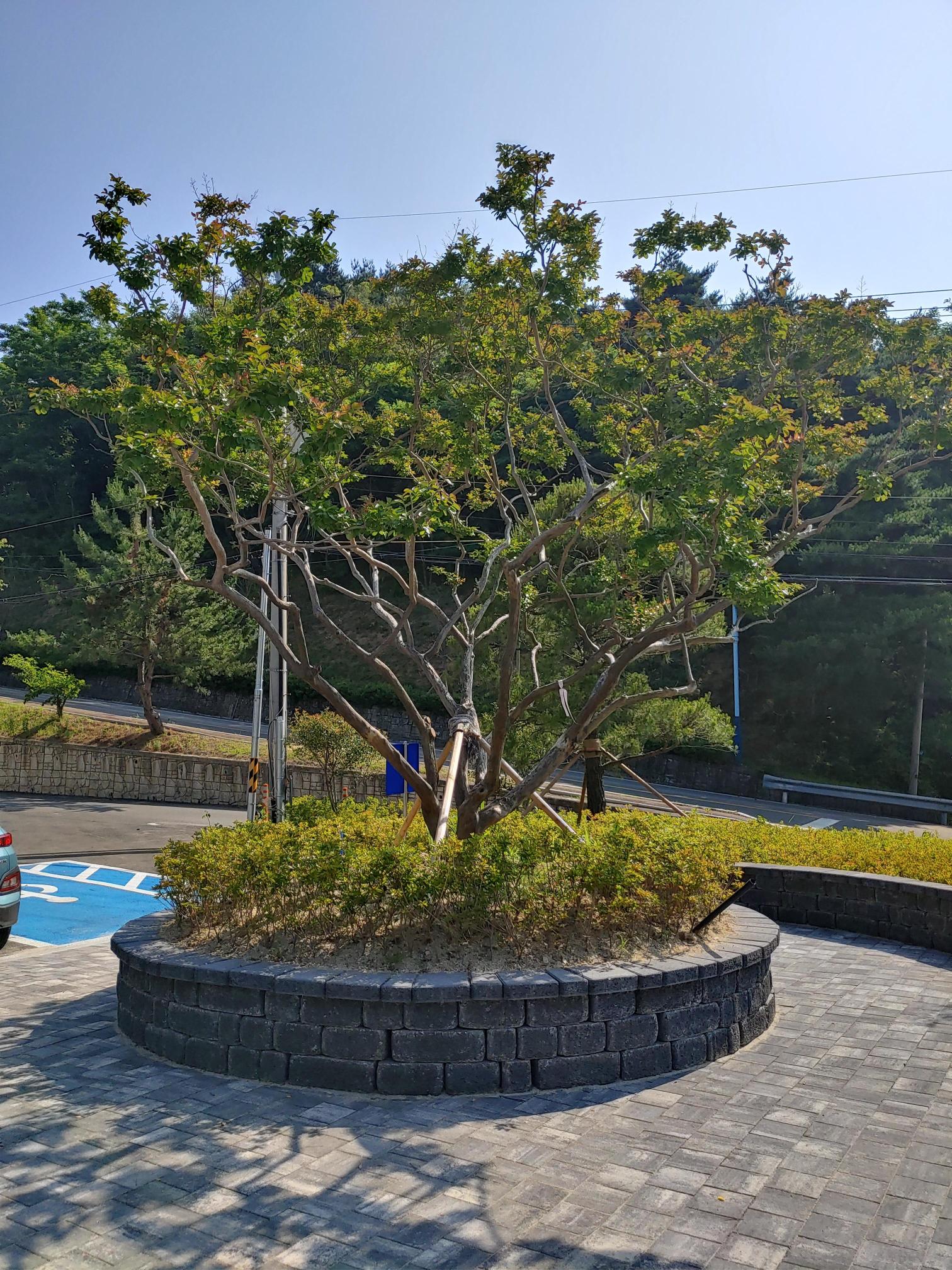 강릉부모사랑 이미지 3