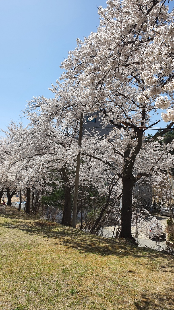 강릉부모사랑 이미지 14