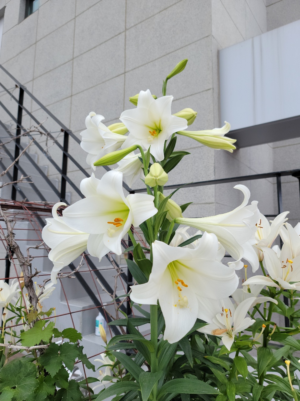 CNK 실버빌 이미지 12