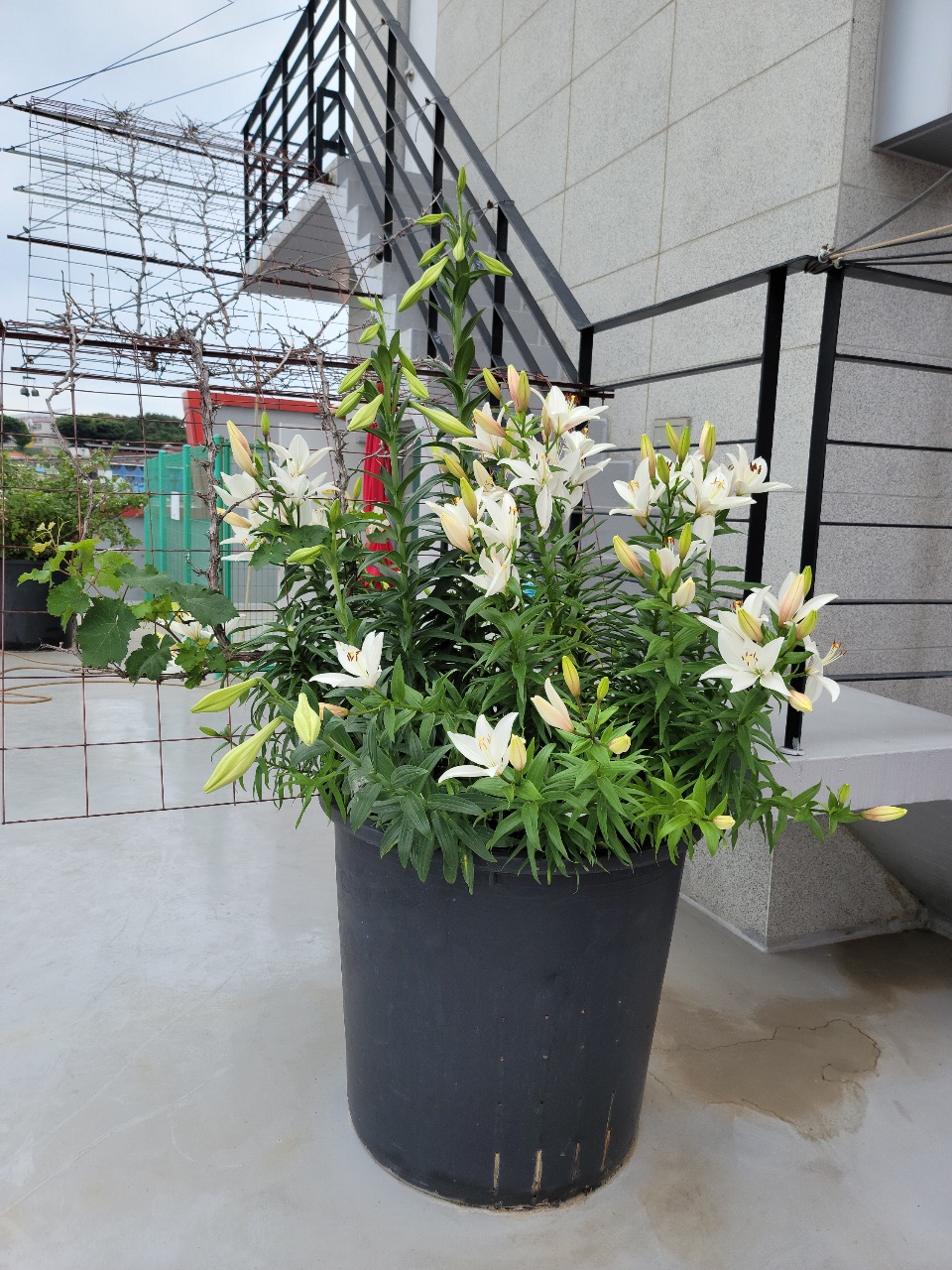 CNK 실버빌 이미지 11