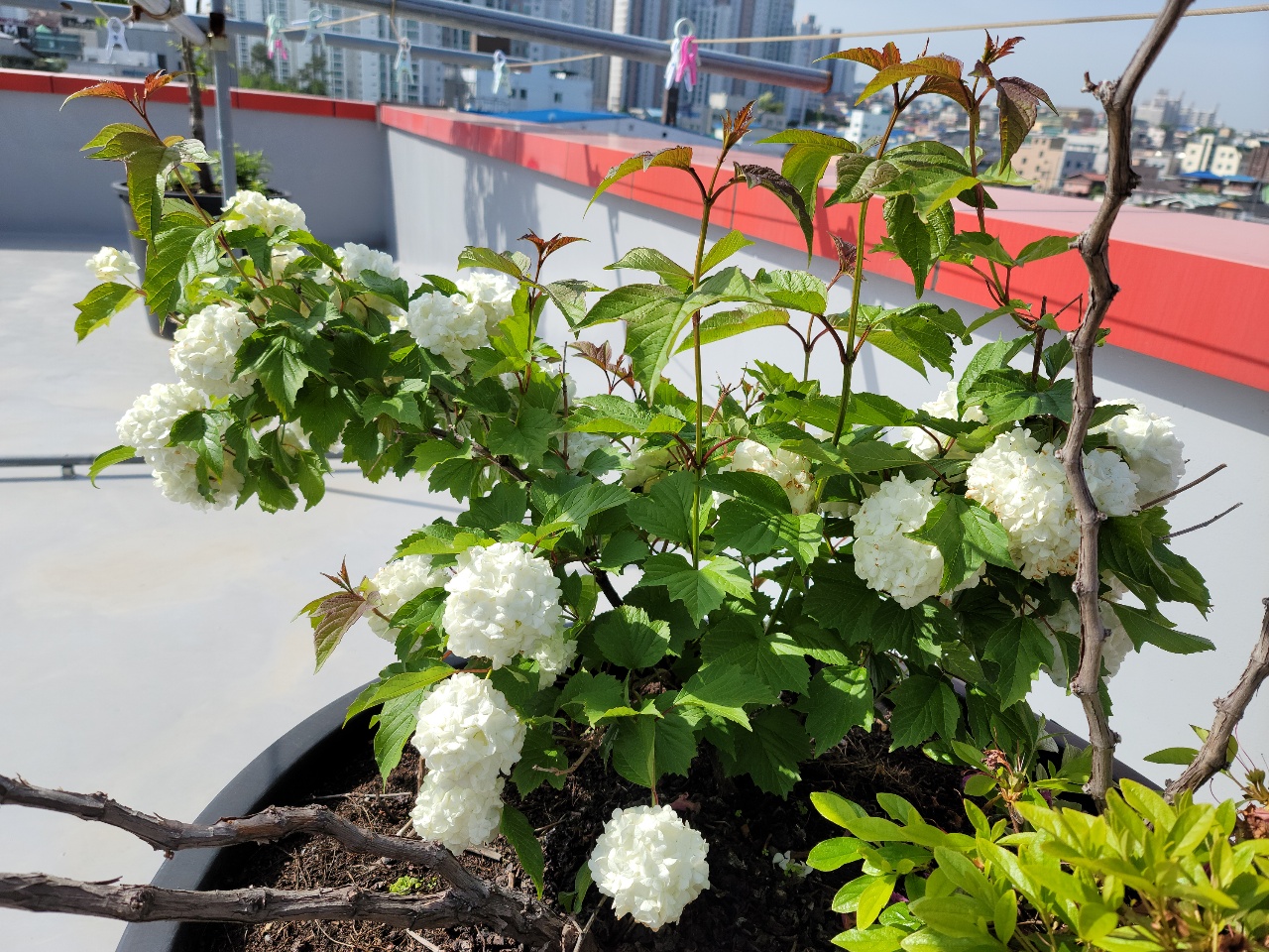 CNK 실버빌 이미지 7