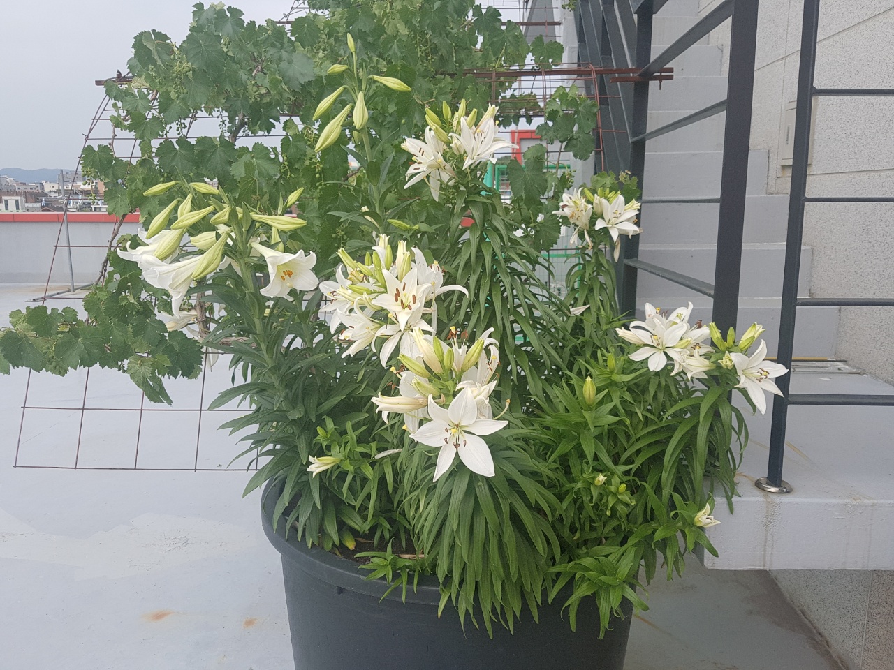 CNK 실버빌 이미지 13