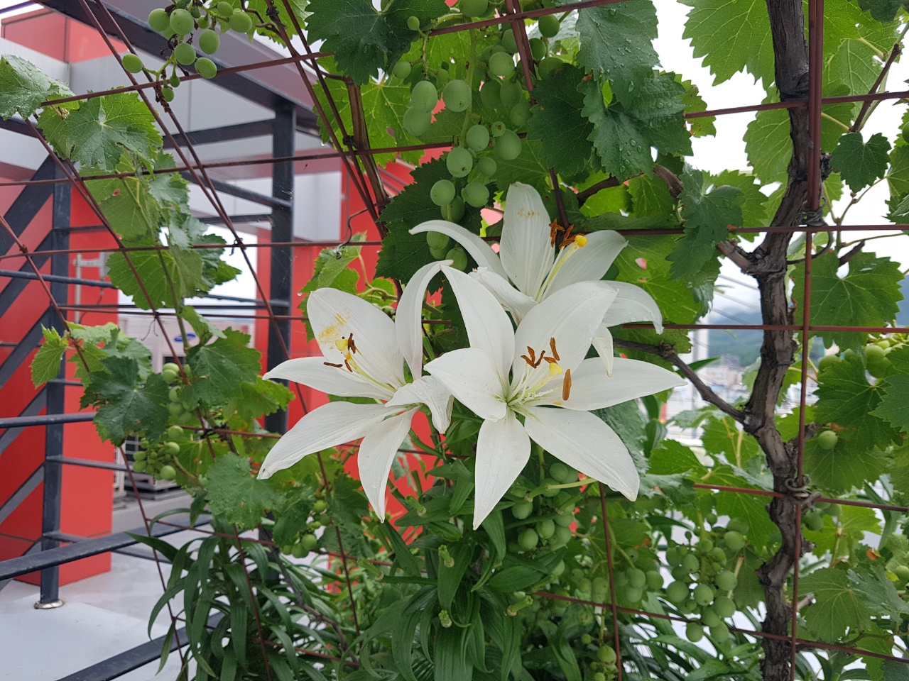 CNK 실버빌 이미지 10