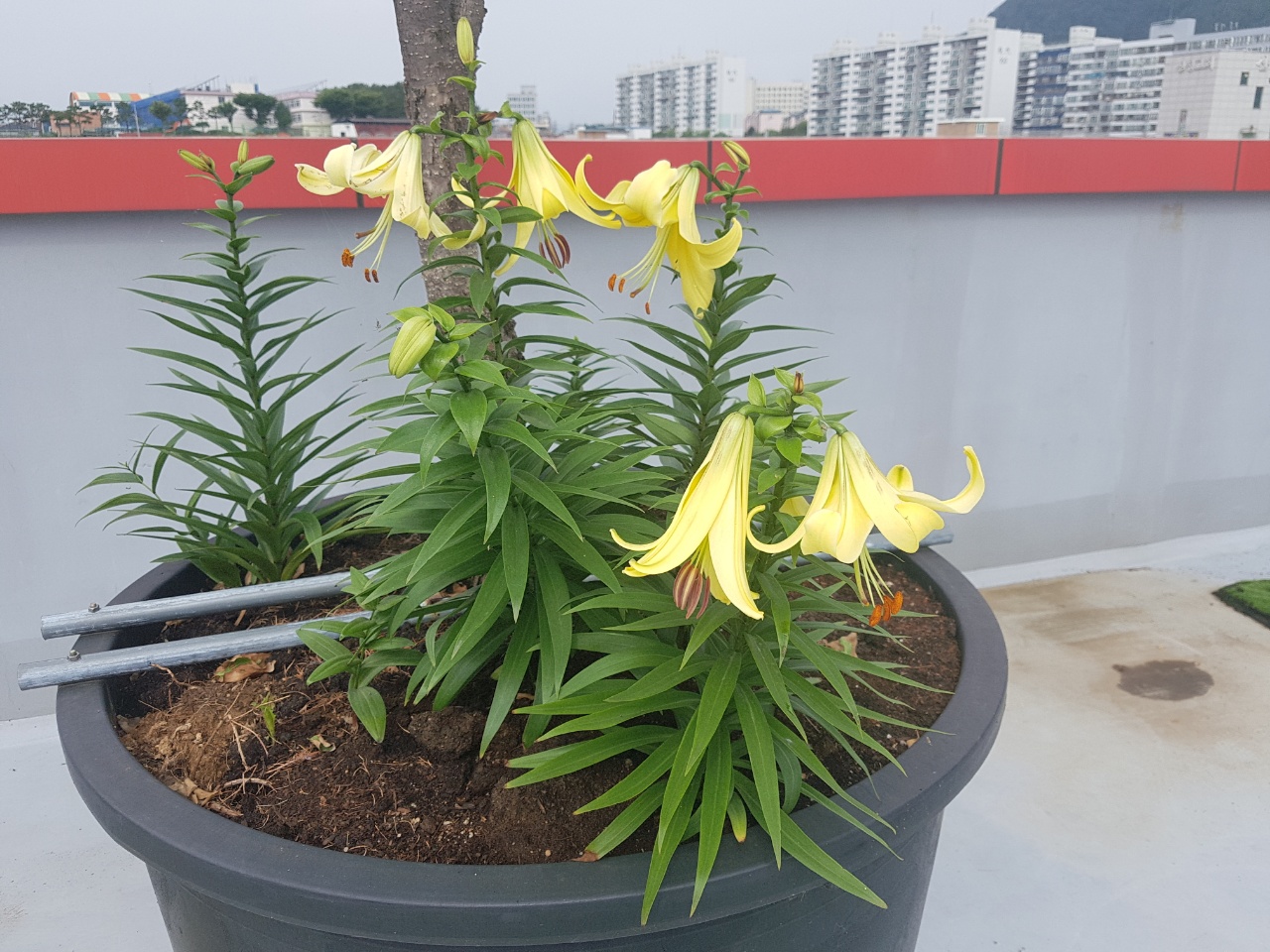 CNK 실버빌 이미지 8