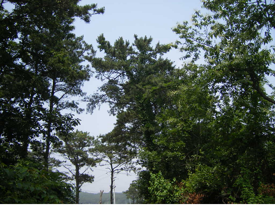 은행재 이미지 10