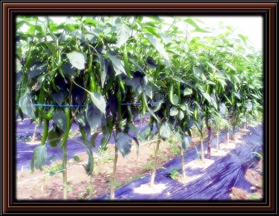 익산참사랑요양원 이미지 3