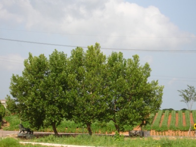 송산효도마을 이미지 4