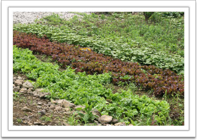 효사랑 이미지 9