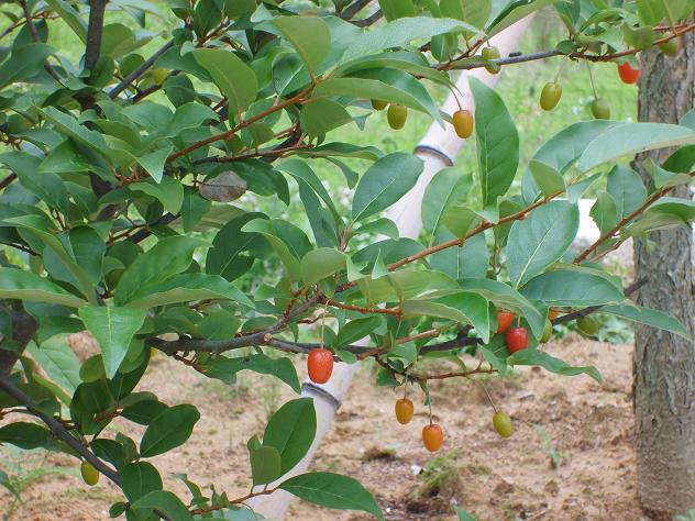 효도의집 이미지 8