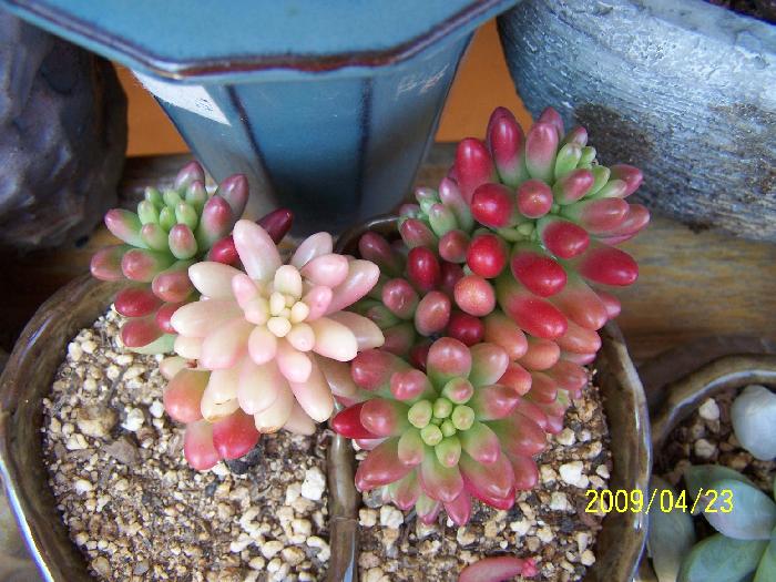 정겨운 뜰안 이미지 24