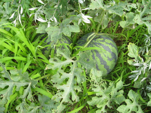 사평예랑의집 이미지 14