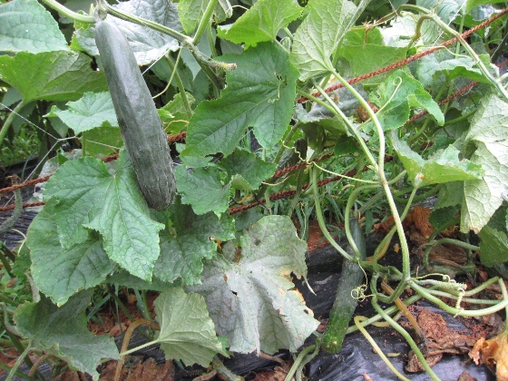 파랑포안나의집 이미지 16