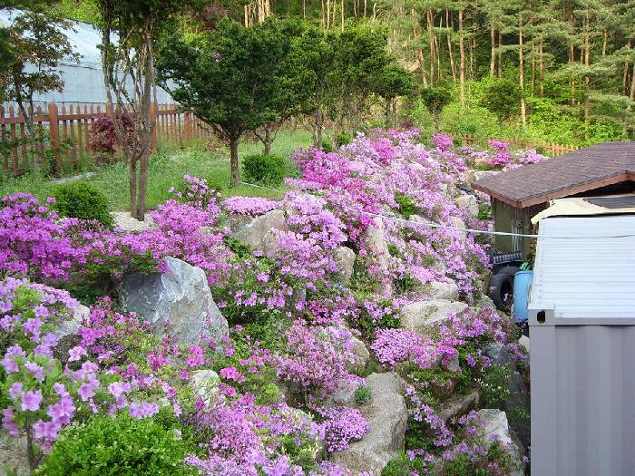 정선효도마을 이미지 15