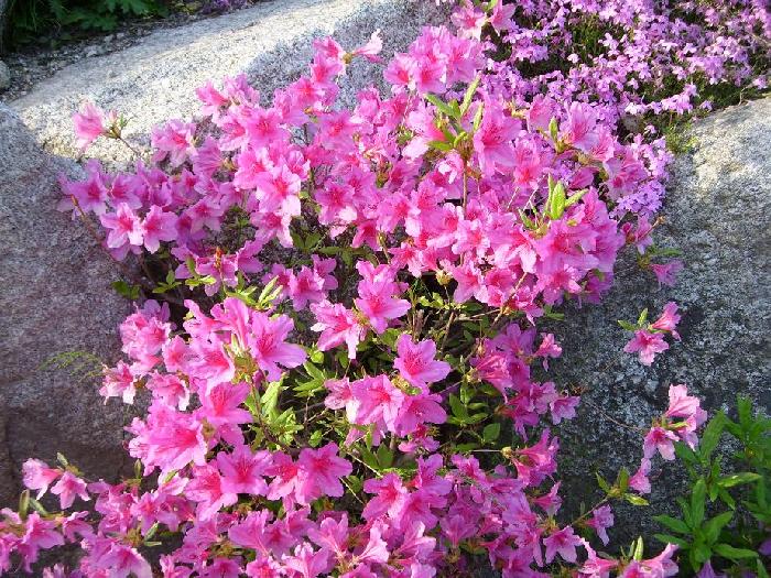 정선효도마을 이미지 11