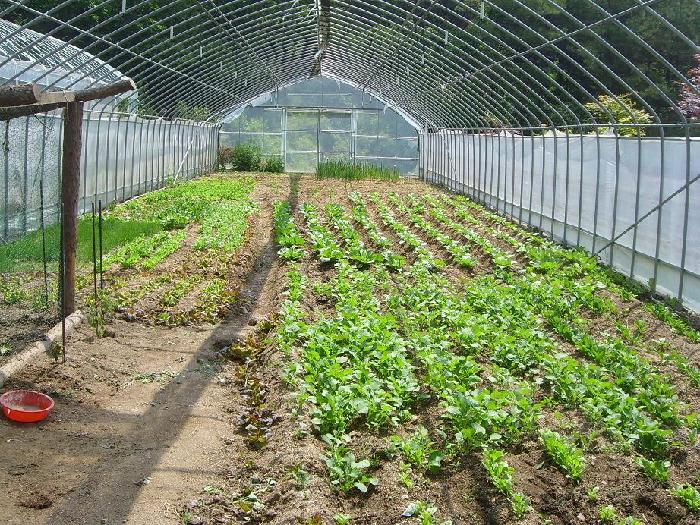 정선효도마을 이미지 34