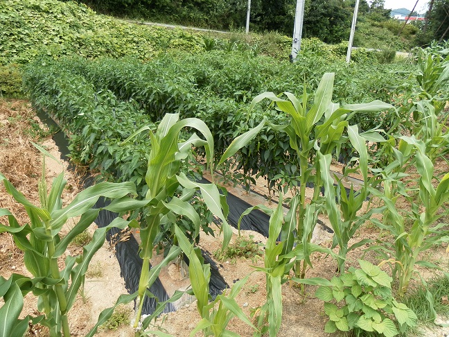 장수실버그린노인전문요양원 이미지 23
