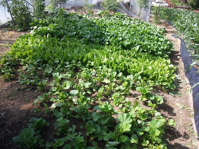 정선효도마을 이미지 28