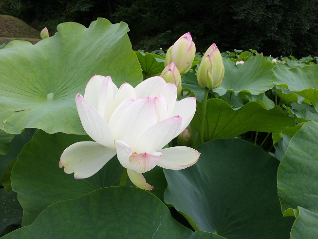 청룡사연꽃마을요양원 이미지 7