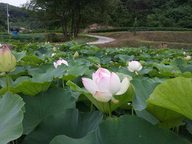 청룡사연꽃마을요양원 이미지 6
