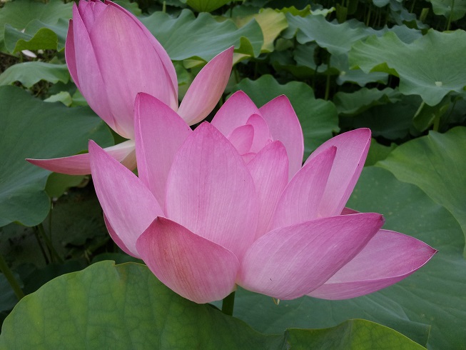 청룡사연꽃마을요양원 이미지 13