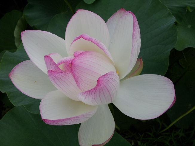 청룡사연꽃마을요양원 이미지 12