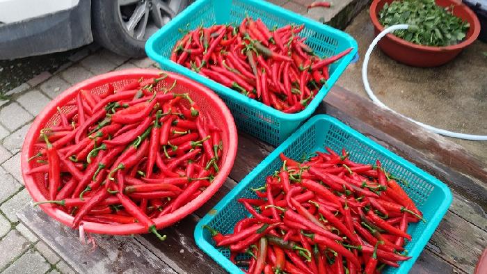 정선효도마을 이미지 38