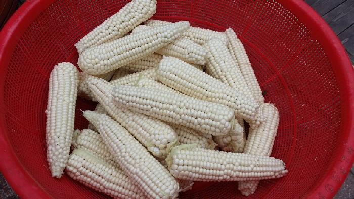 정선효도마을 이미지 37