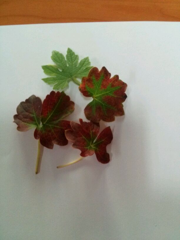 대림실버2 노인요양공동생활가정 이미지 13