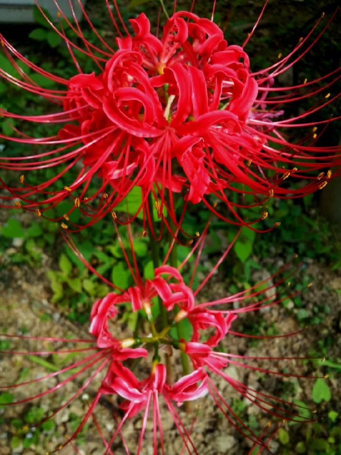 도리원 이미지 15