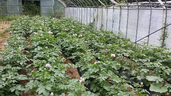 정선효도마을 이미지 8