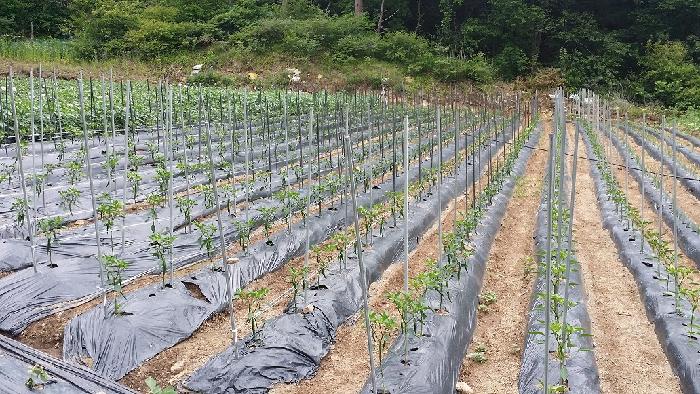 정선효도마을 이미지 7