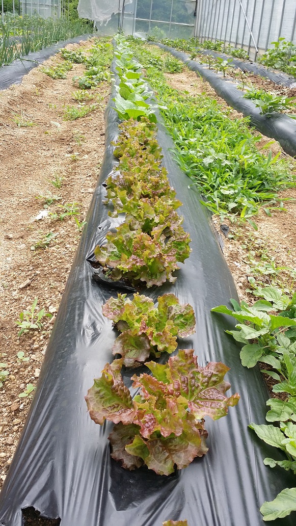 정선효도마을 이미지 6