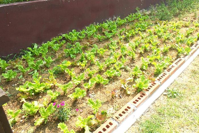 실버프리 송악 이미지 15