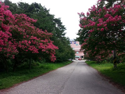 포도원 이미지 13