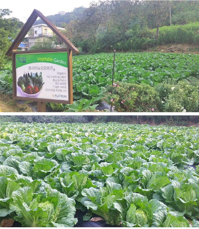 플래티늄 이미지 37