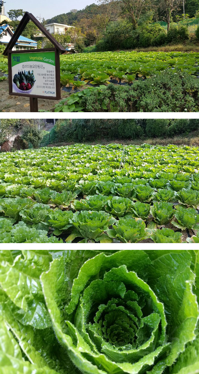 플래티늄 이미지 33