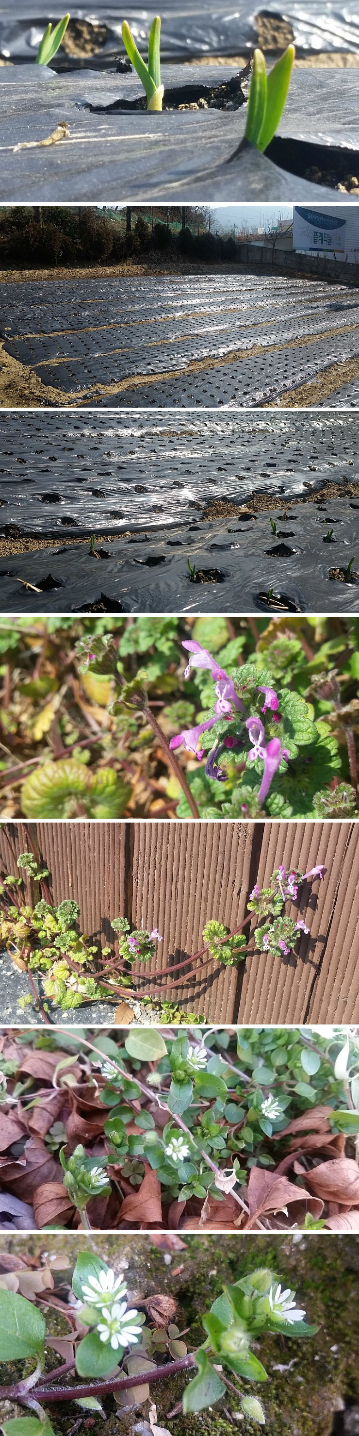 플래티늄 이미지 30