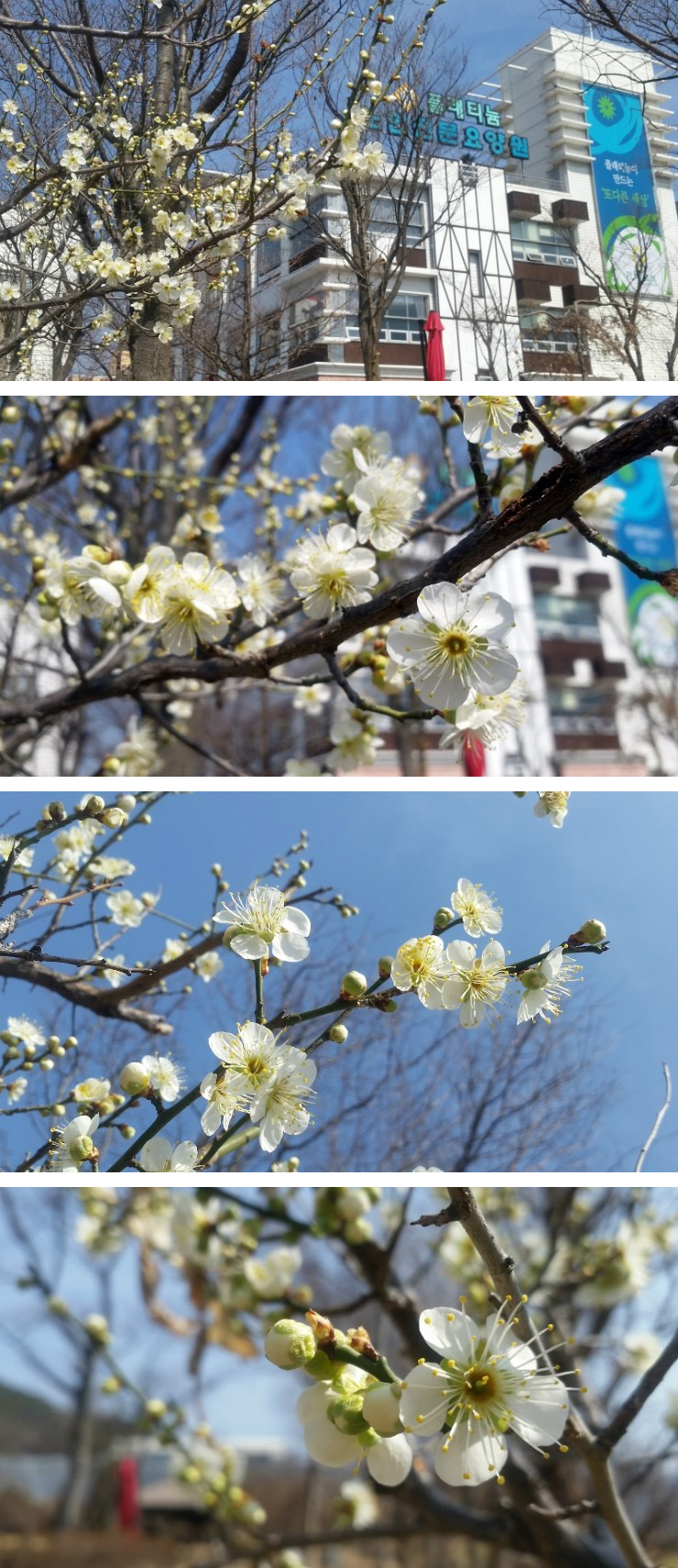 플래티늄 이미지 29