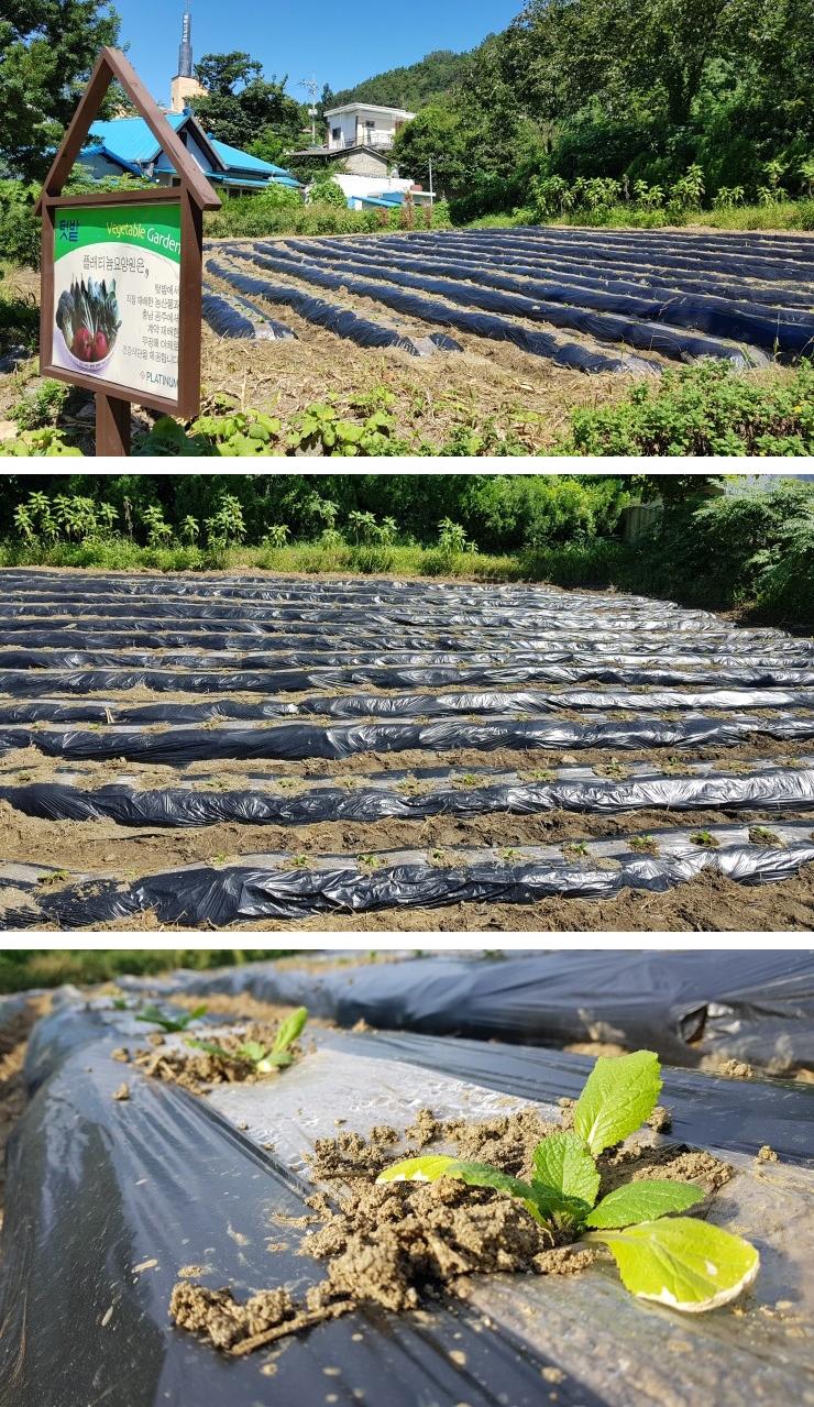 플래티늄 이미지 24