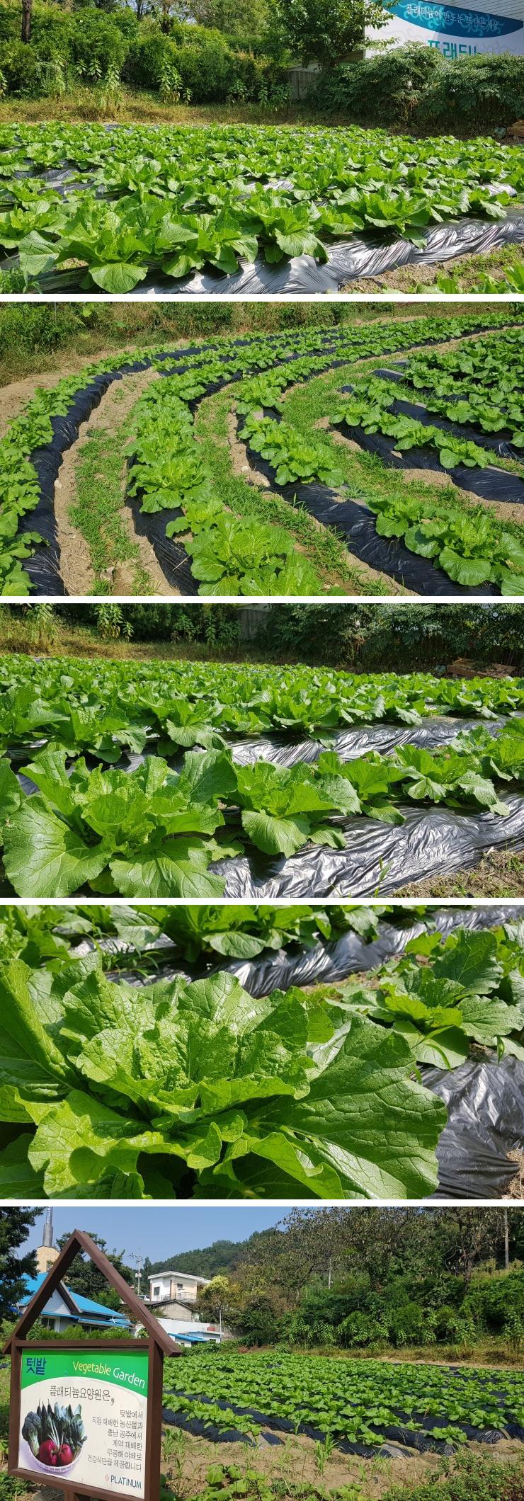 플래티늄 이미지 23