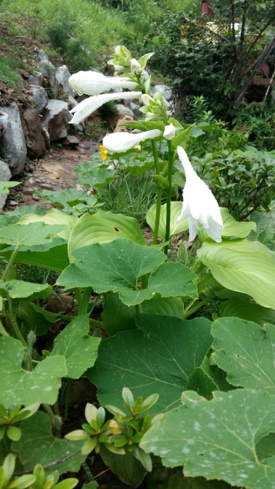 도리원 이미지 4