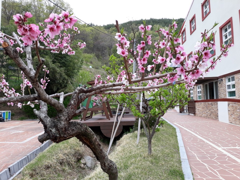 도리원 이미지 5