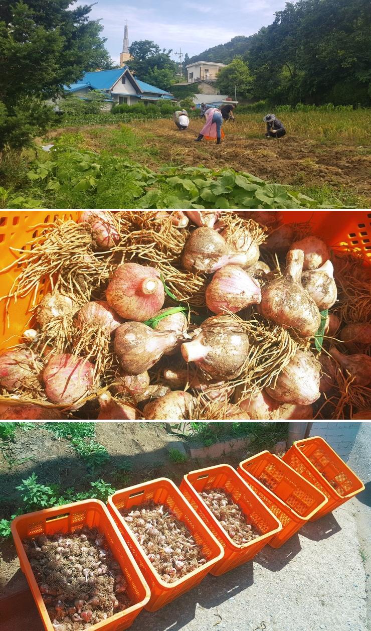 플래티늄 이미지 18