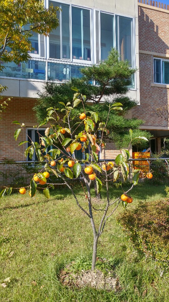 효도의집 이미지 3