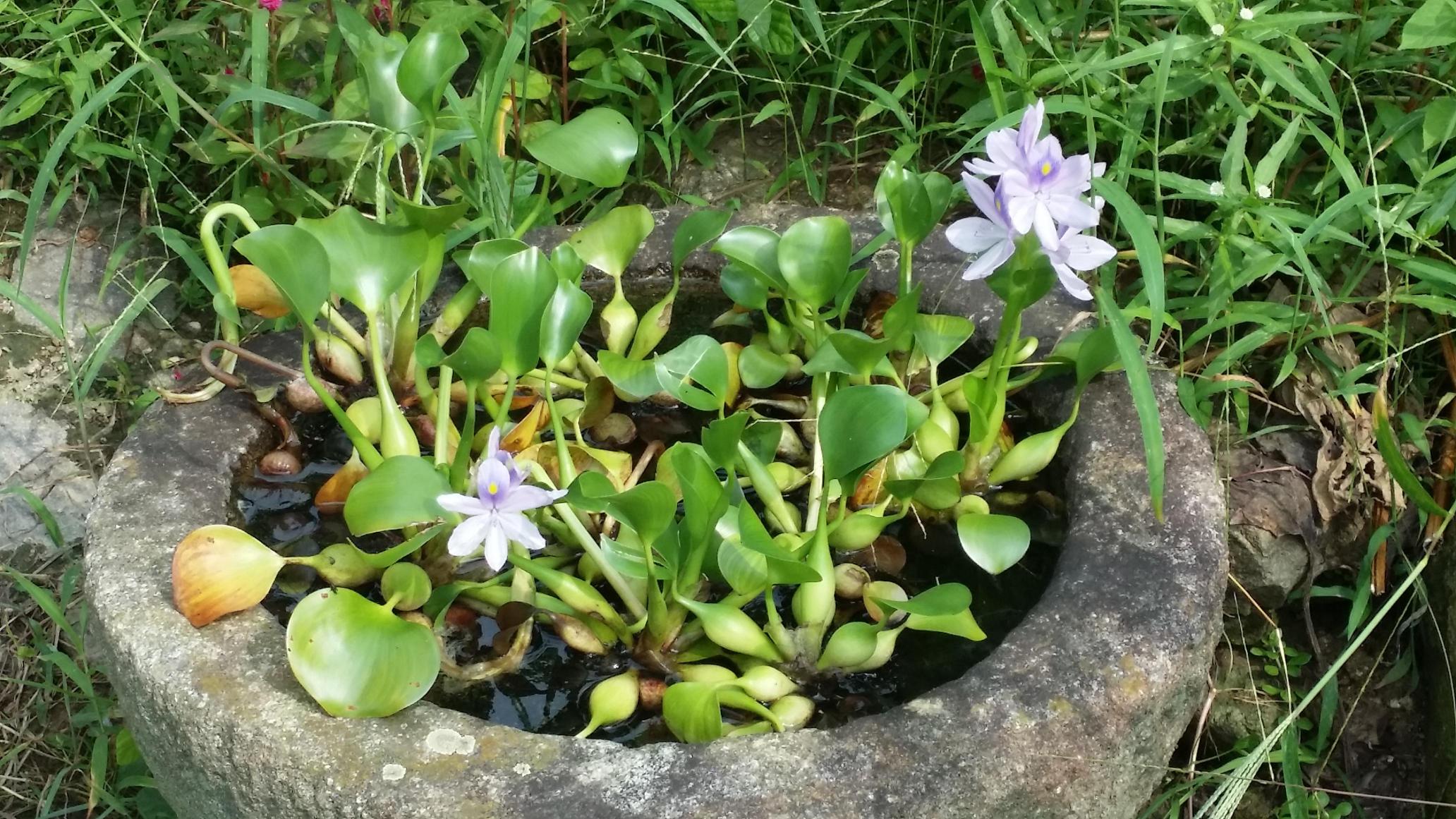 효사랑고향의집 이미지 2