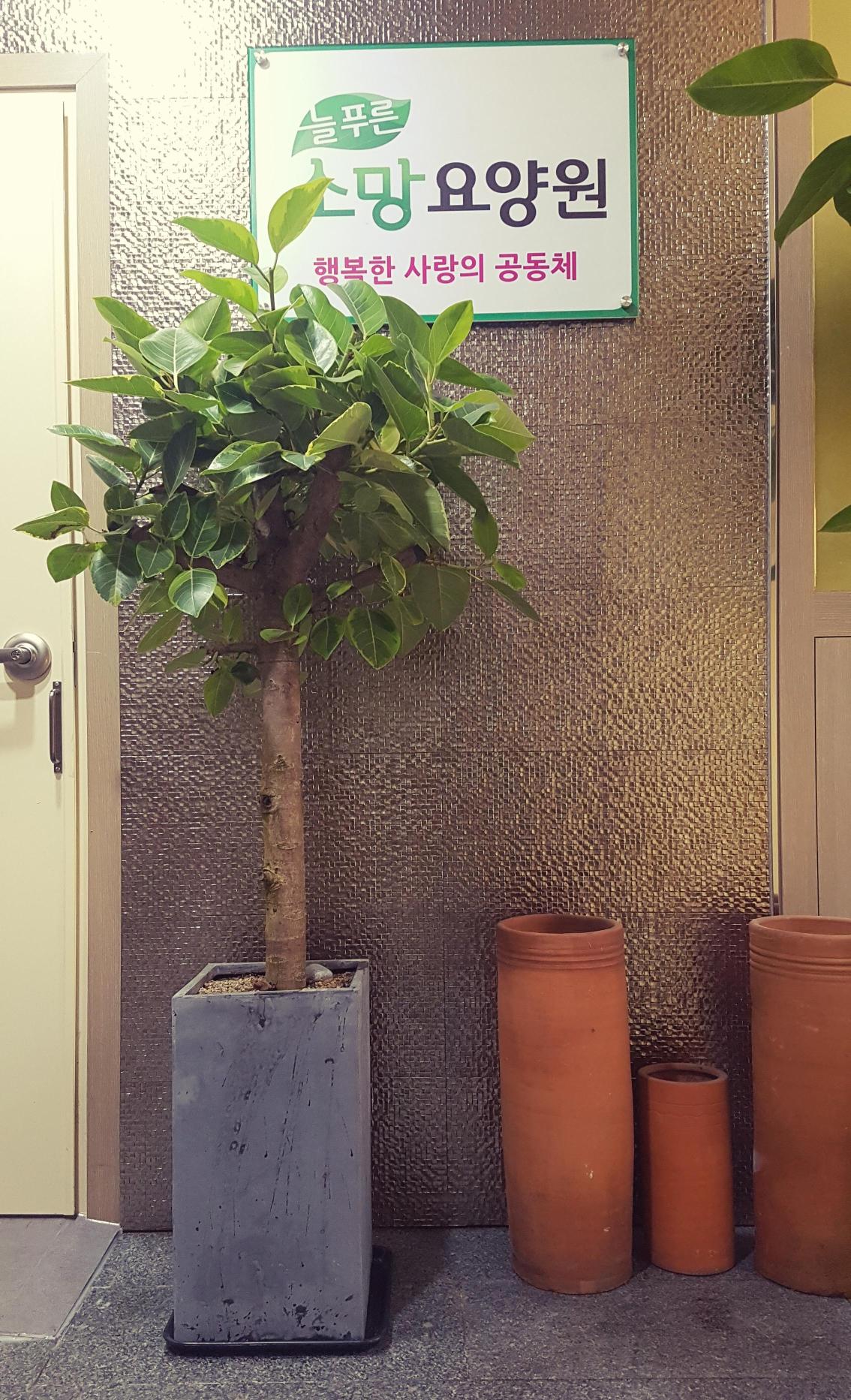 늘푸른 소망요양원 이미지 2