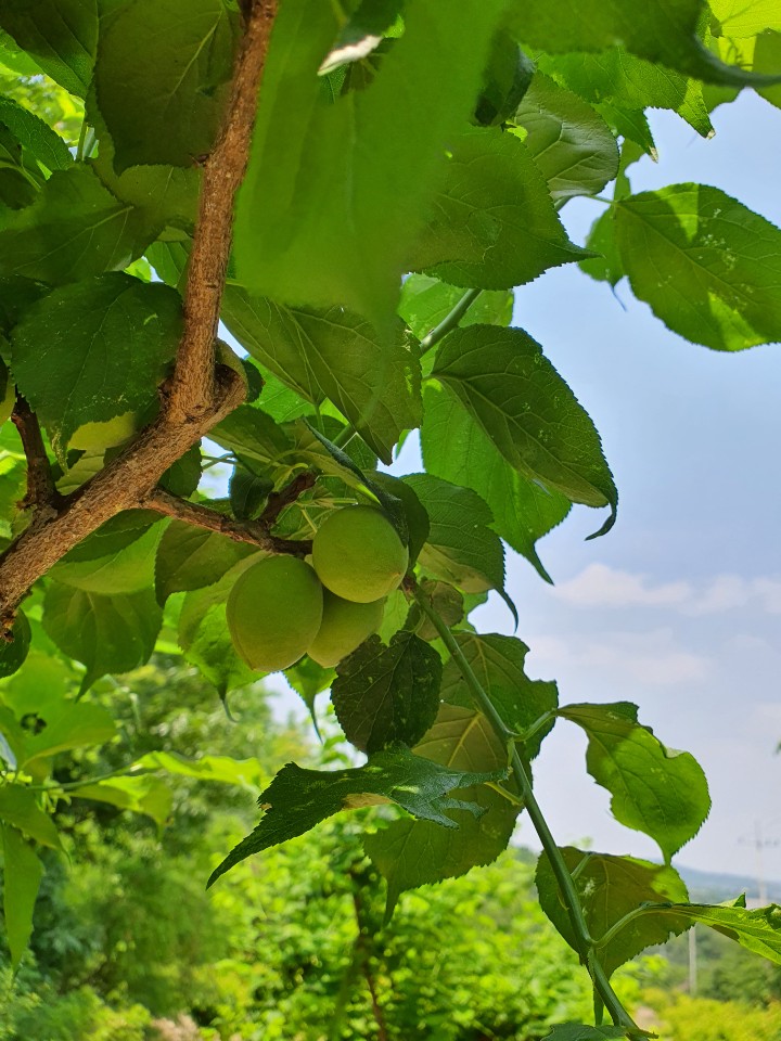 삼육요양원 이미지 8