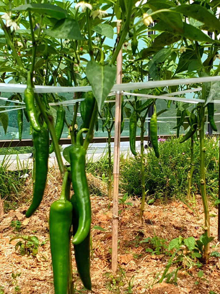 사랑의마을요양원 이미지 10