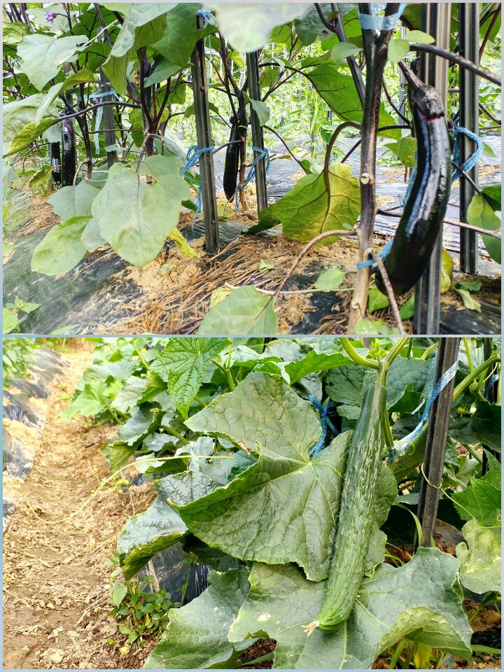 백양실버홈 전원생활어르신의집 이미지 5